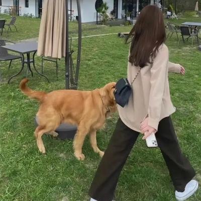 沙滩鼠